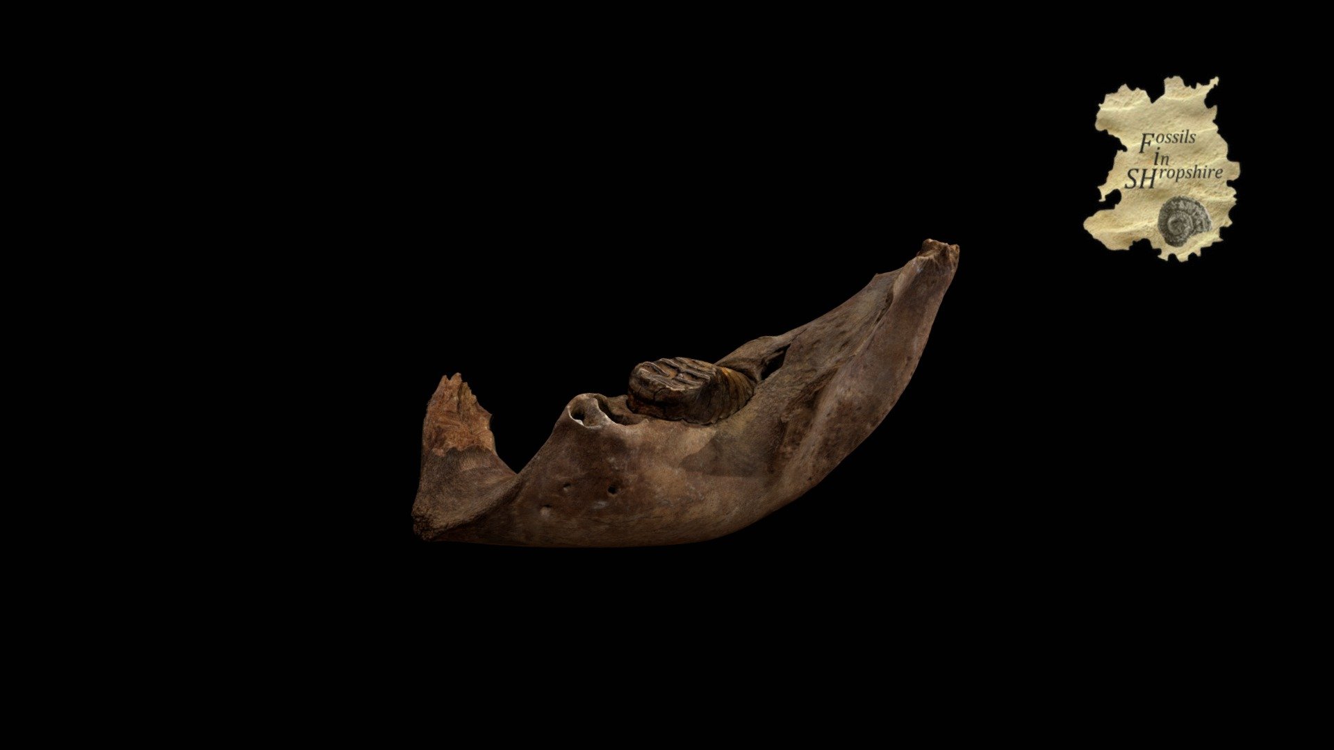Mammoth - Juvenille jaw