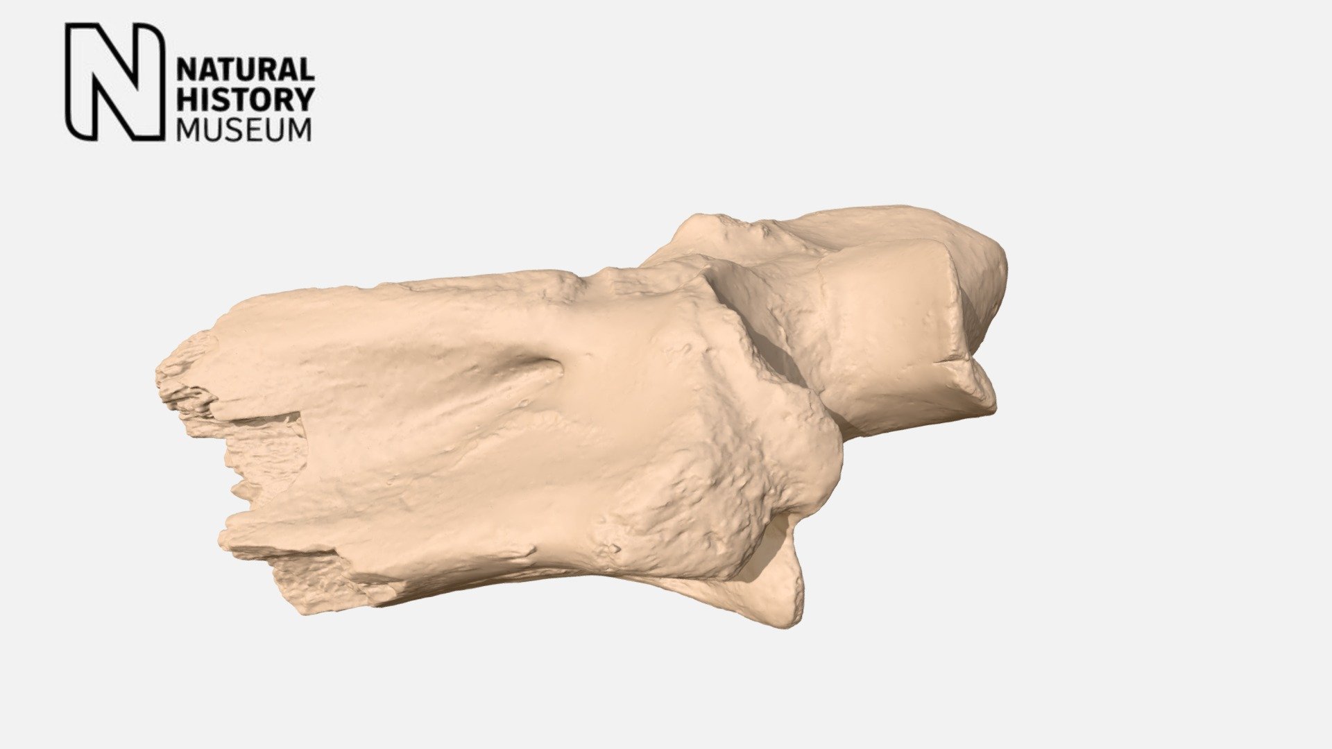 Macrauchenia patachonica - arm bone