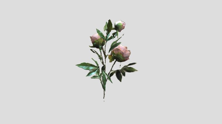 Peony 3D Model