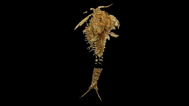 Chengjiang bivalved arthropod Ercaicunia 3D Model