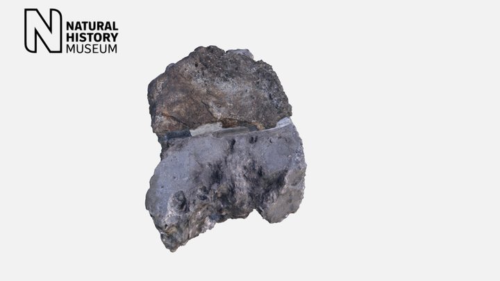 Megatherium americanum skull fragment with teeth – Modello 3D gratuito STL