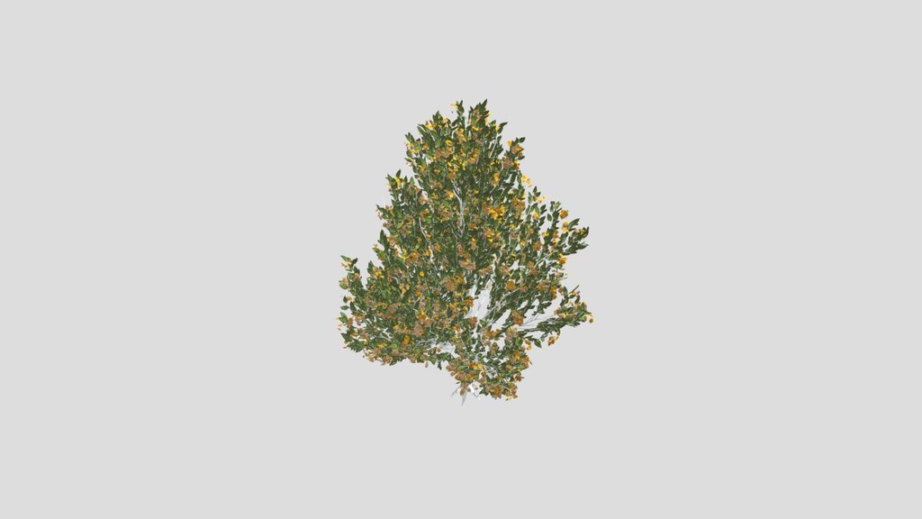 Tree Orange Choisaya