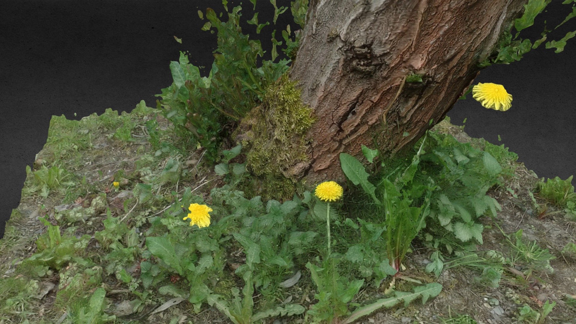 Mellichstöck / Dandelion