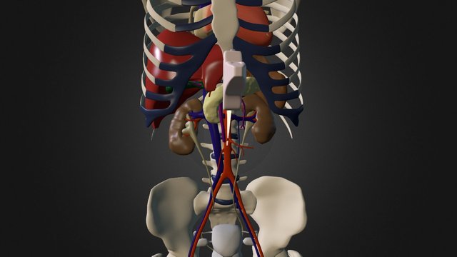 OBB Laengsschnitt Aorta 3D Model