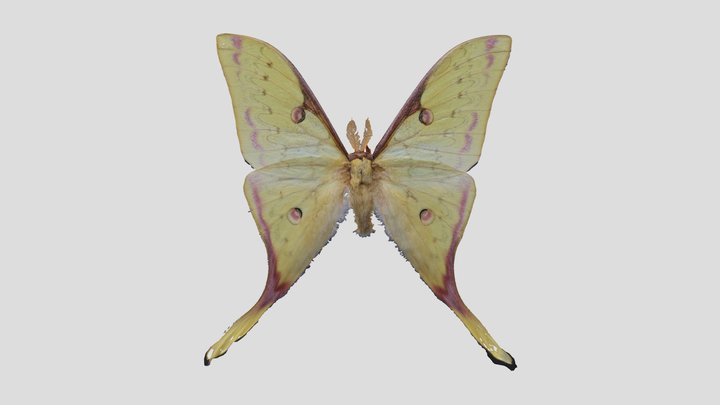 YPM ENT.402748 Golden moon moth, Actias sinensis – Kostenloses 3D-Modell STL