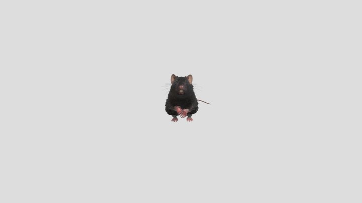 rata animada 3D Model