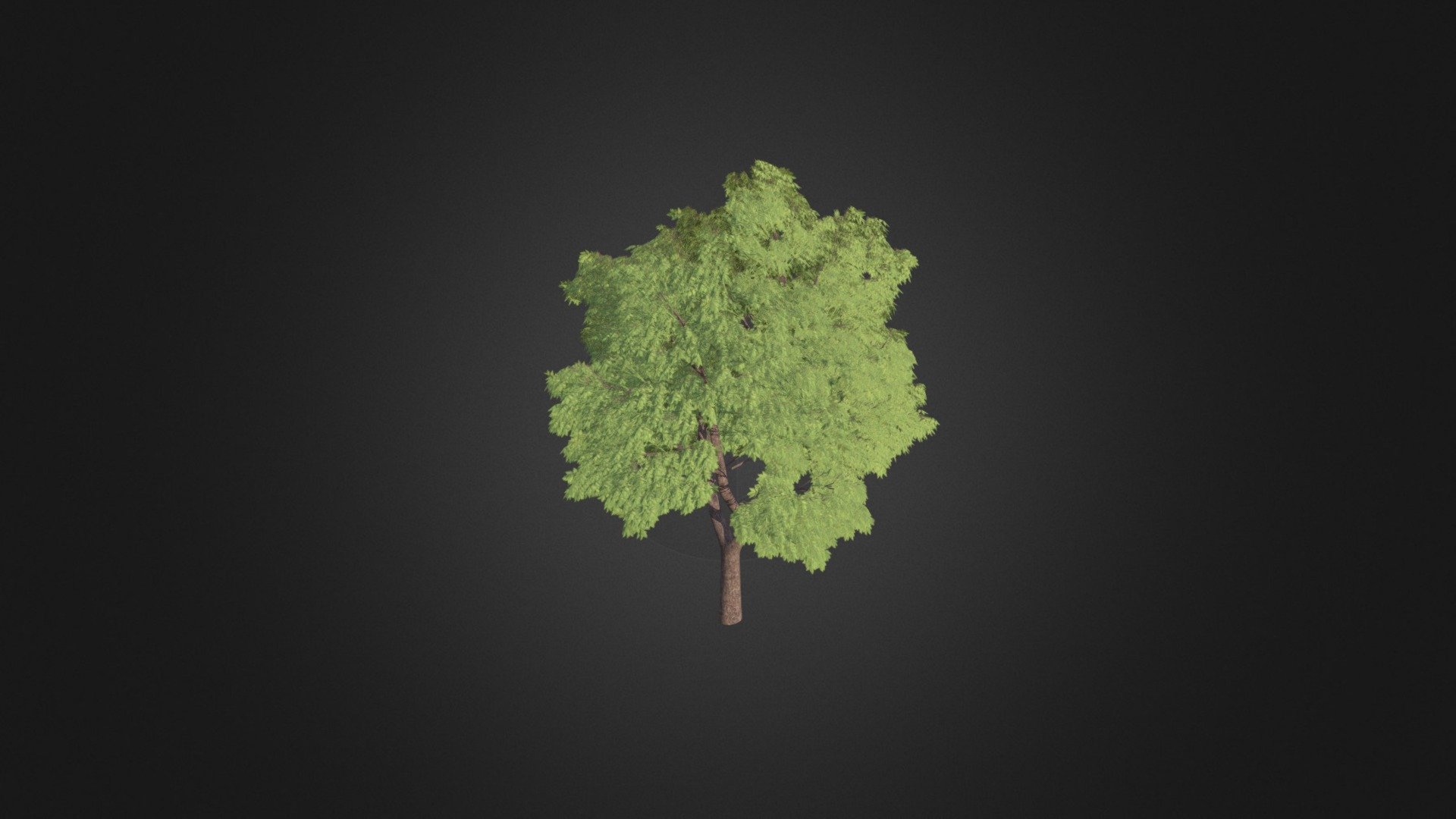 Sycamore Maple (Acer pseudoplatanus) — Sketchfab embed 3D viewer