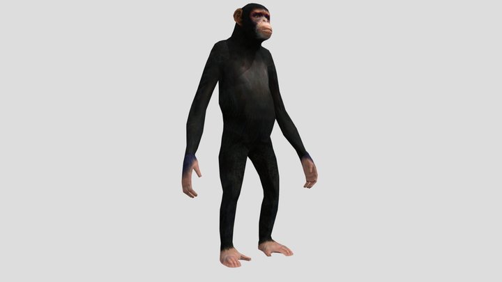 chimp 3D Model