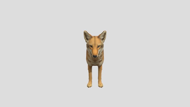 coyote