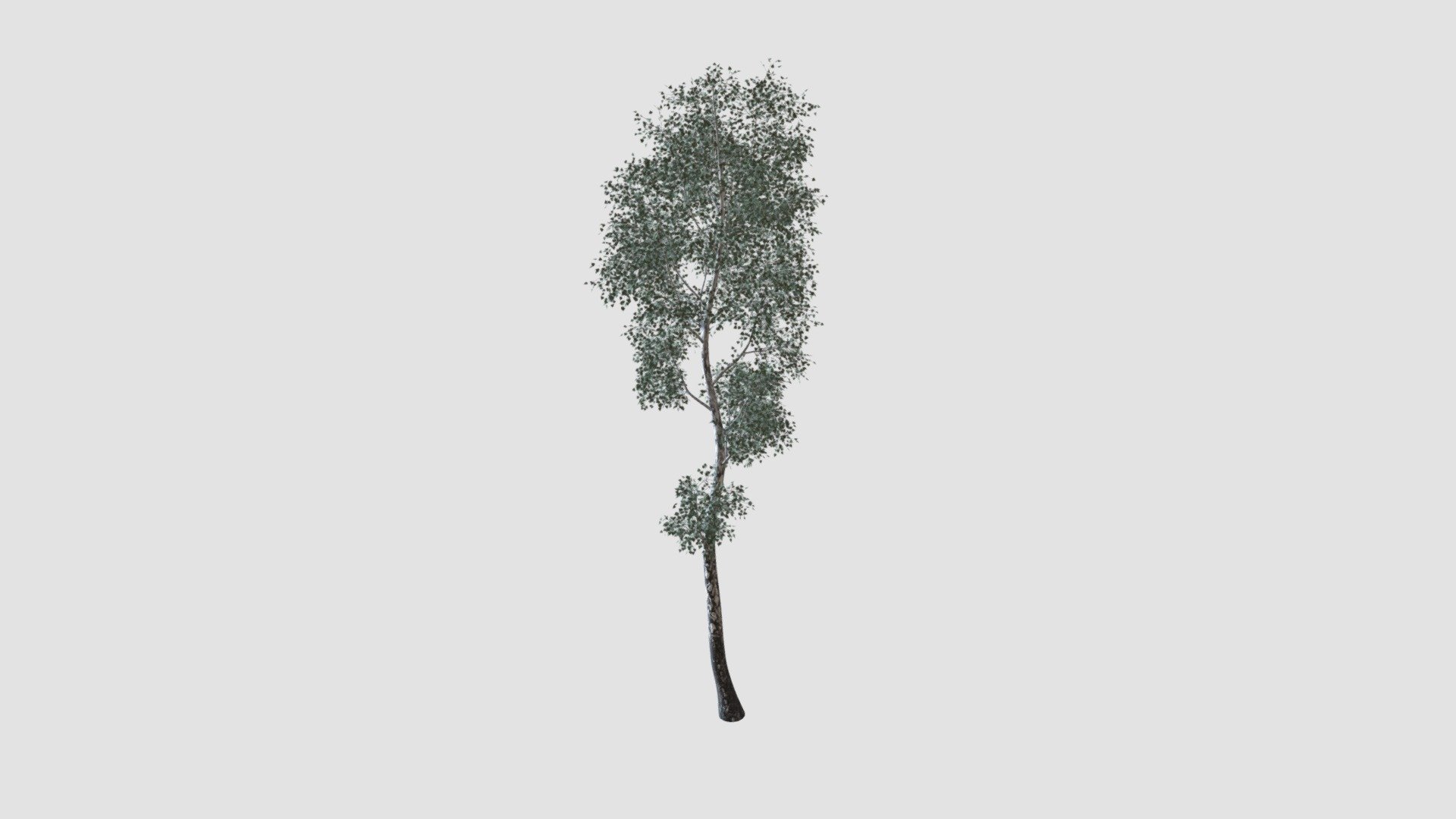tree - Buy Royalty Free 3D model by Evermotion [e3588bc] - Sketchfab Store