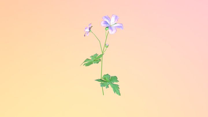 Wild Geranium (Geranium maculatum) 3D Model