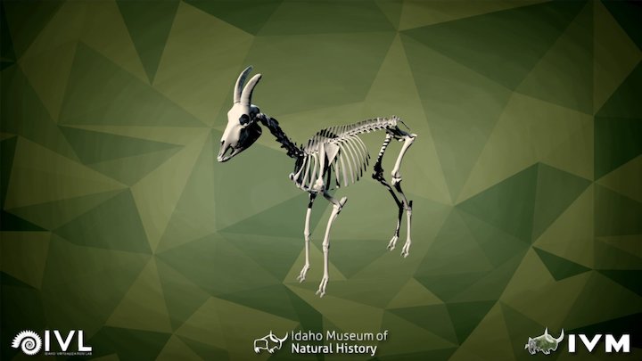 IMNH R-2352 Mountain Goat – Modello 3D gratuito STL