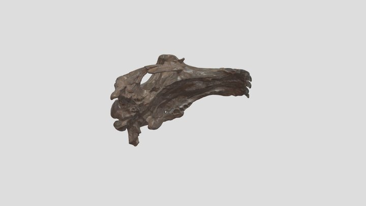 OCPC 1892 Neoparadoxia ceceliana Skull 3D Model
