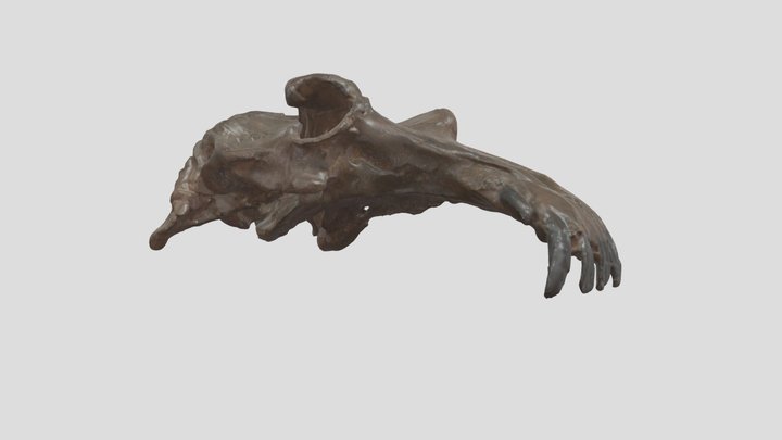 OCPC 1892 Neoparadoxia ceceliana Skull 3D Model