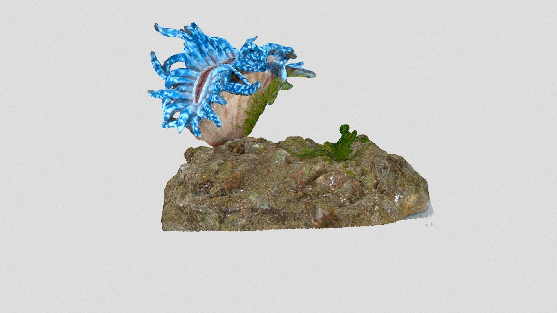 Ricostruzione di Scleractinia
