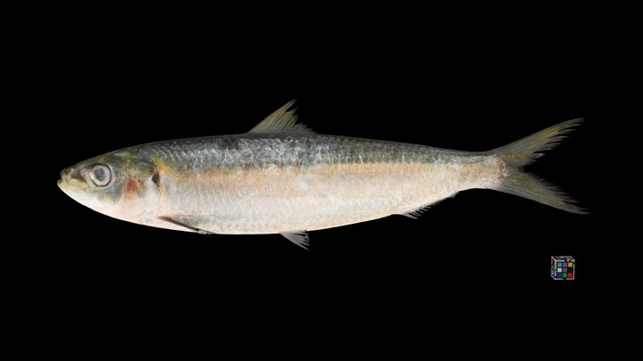 CC0 ニシン 🐟 Pacific Herring, Clupea pallasii