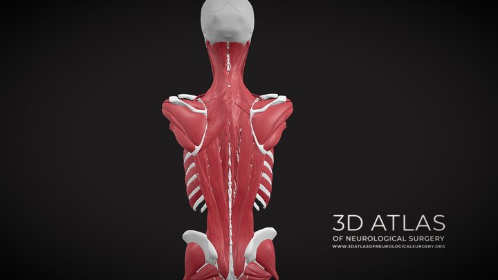 Muscles-of-the-body 3D models - Sketchfab