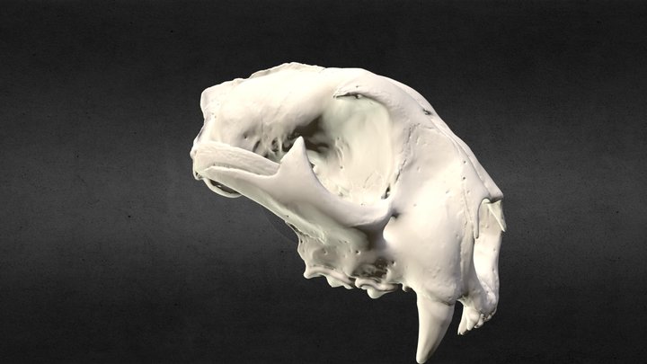 Puma concolor (Mountain Lion) Cranium 3D Model