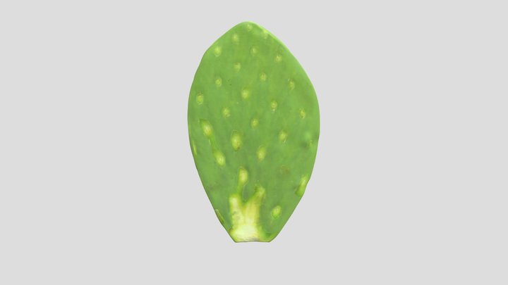 nopal_c4d 3D Model