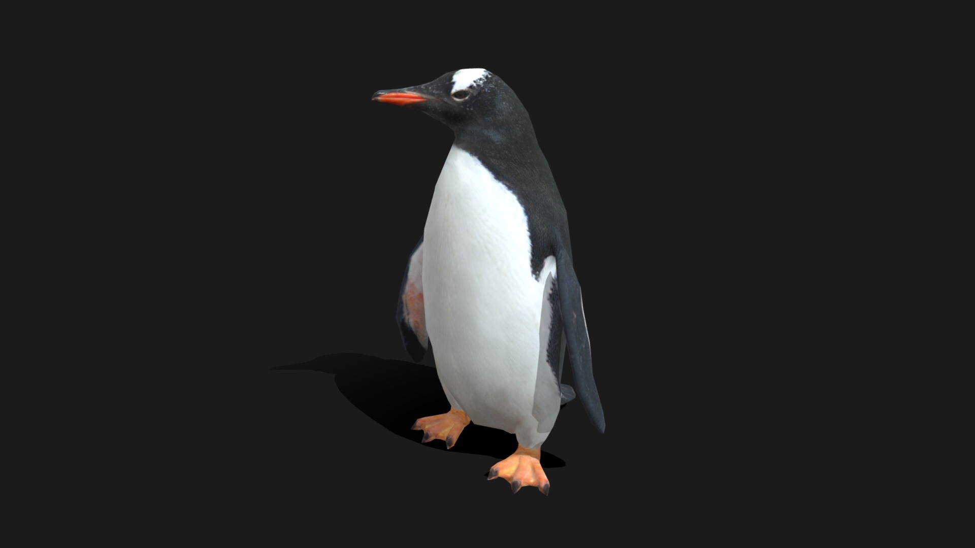 3D model Low Poly Gentoo Penguin - This is a 3D model of the Low Poly Gentoo Penguin. The 3D model is about a penguin standing on a black background.