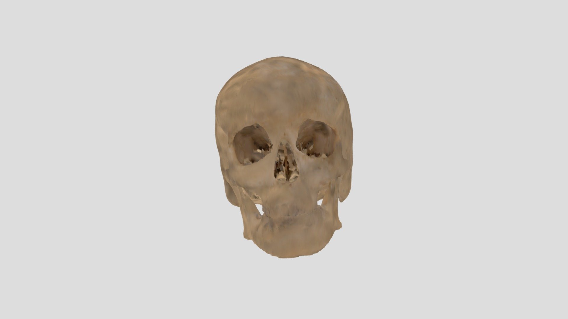 Human skull SU39 from CT scan