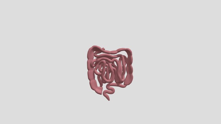 Bowel 3D models - Sketchfab