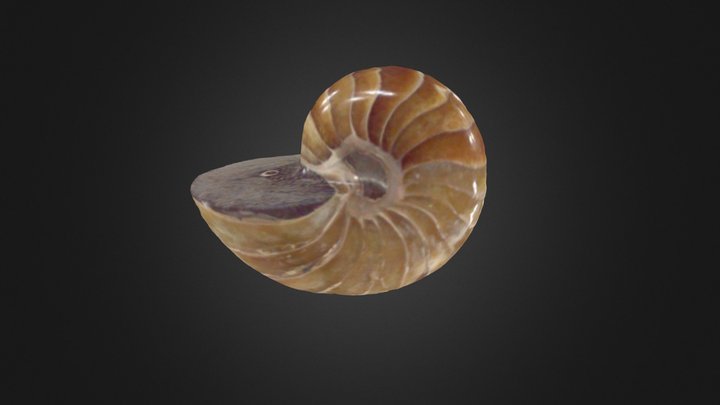 Cymatoceras sp. 3D Model