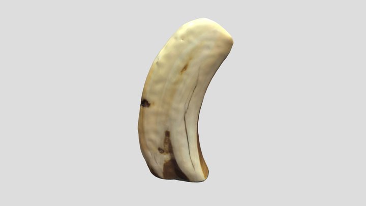 Polished Warthog Tusk 3D Model