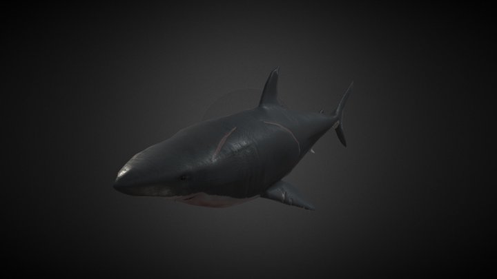 Shark 3D Model