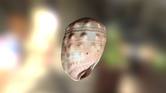 shell 3D Model