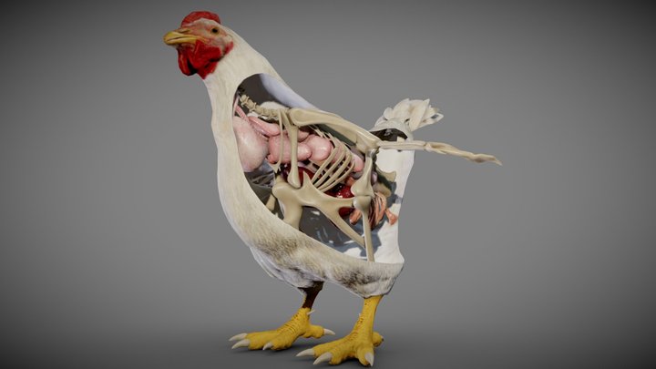 Chicken anatomy 3D Model
