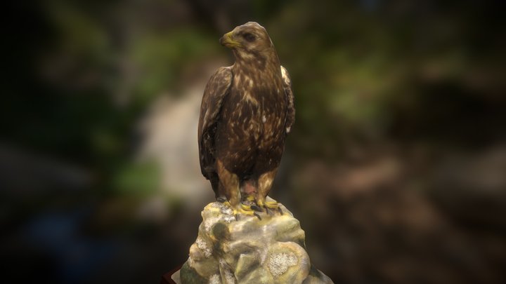 Taxidermy Eagle 3D Model
