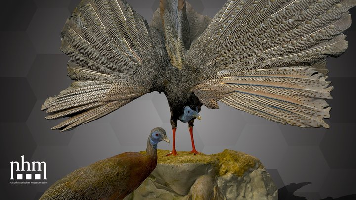 Great Argus (NHMW-ZOO-VS-70946 & 70947) – Kostenloses 3D-Modell STL