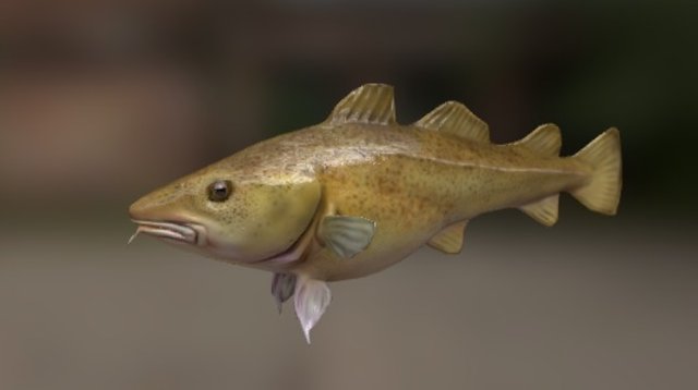 Atlantic Cod 3D Model