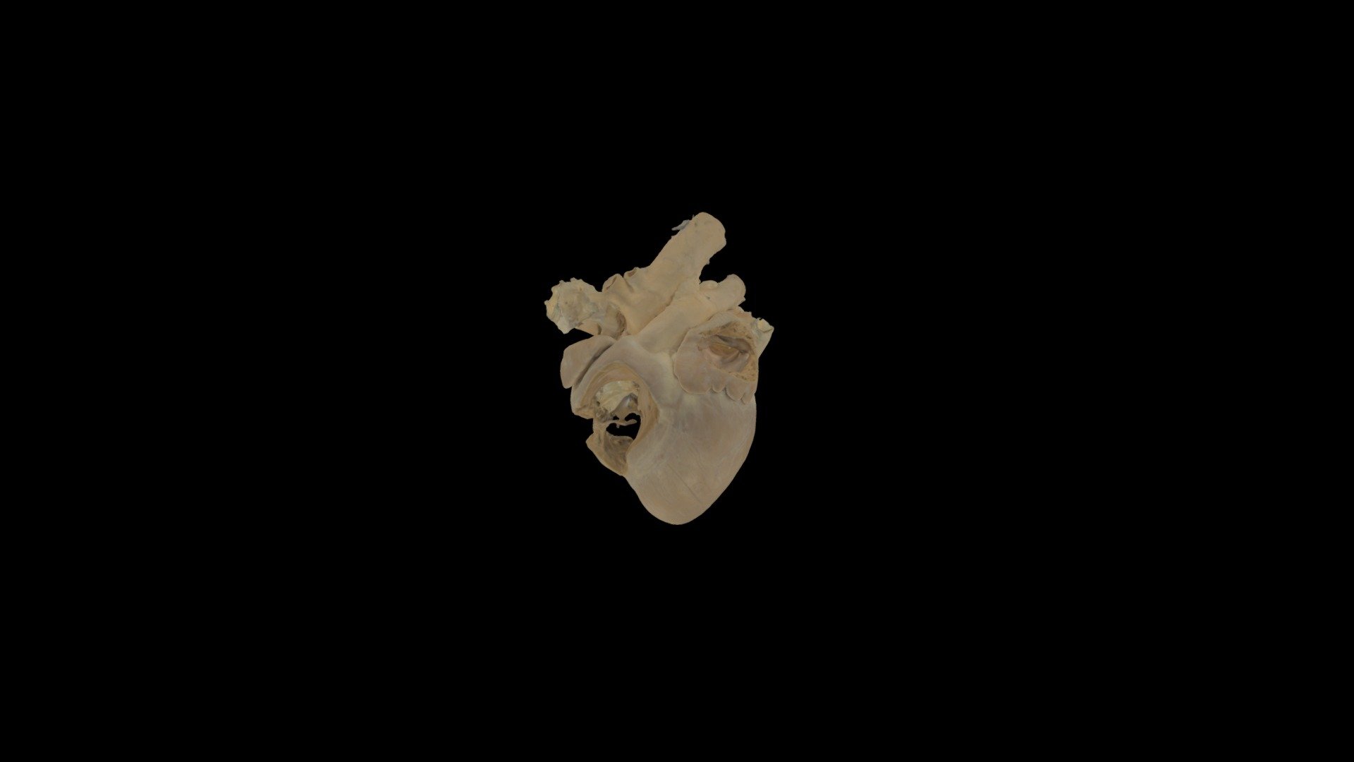 Plastinated Deer Heart #0002