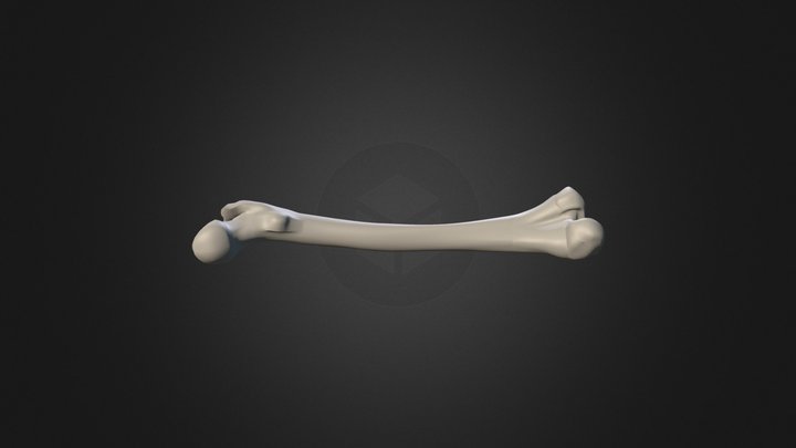 femur 3D Model