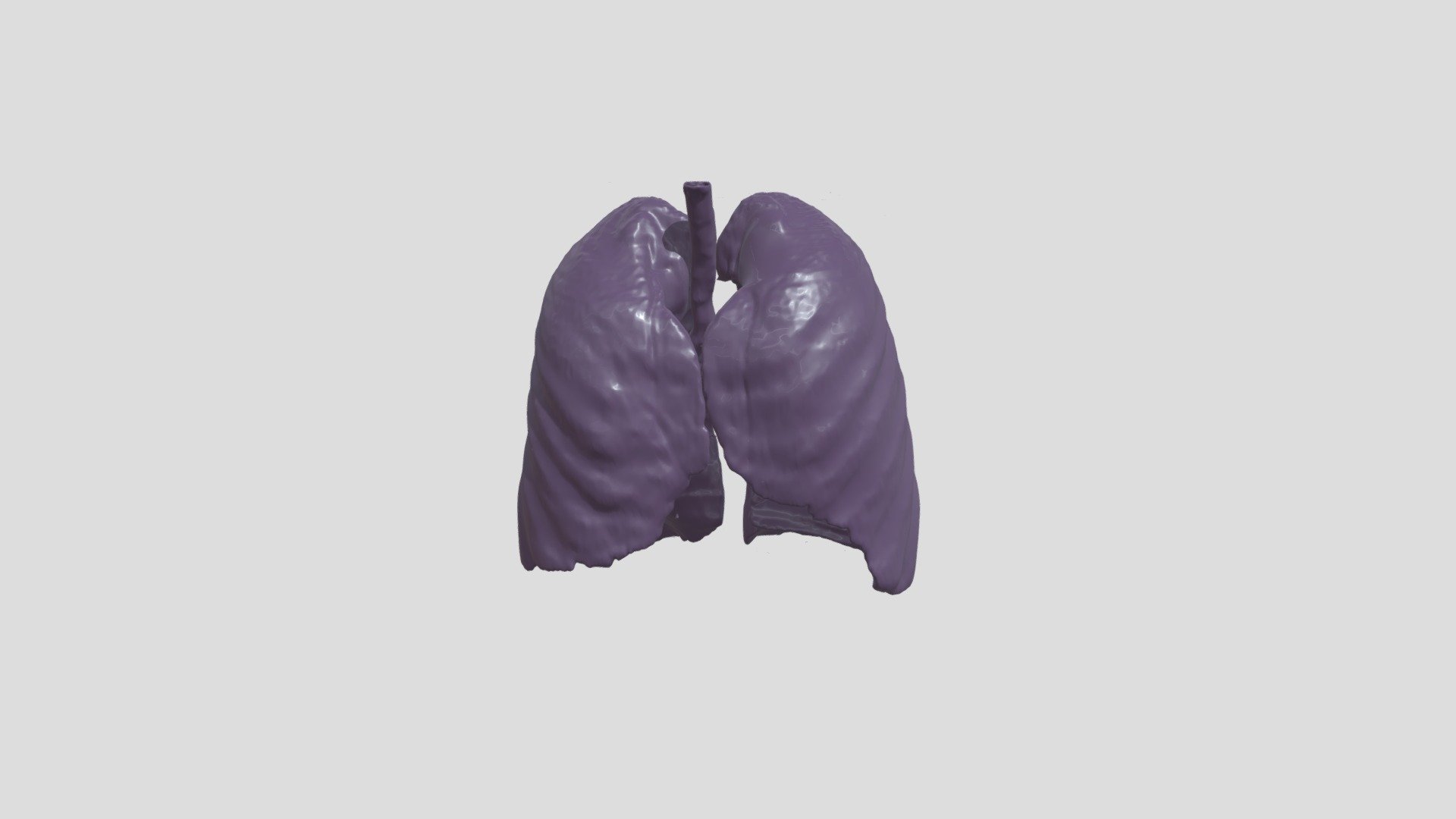 Pulmones - 3d Model By Sybd [e38e49f] - Sketchfab