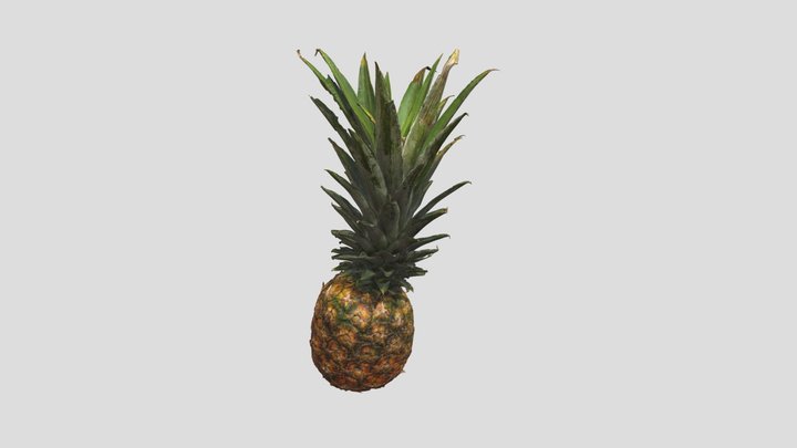 pine 3D Model