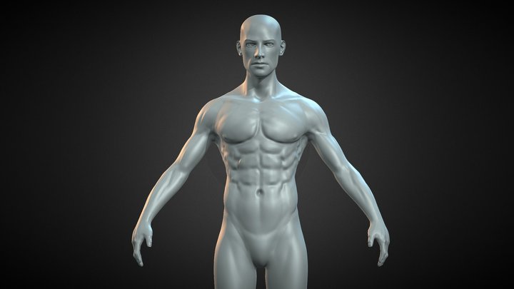 Male anatomy figure 3D Model