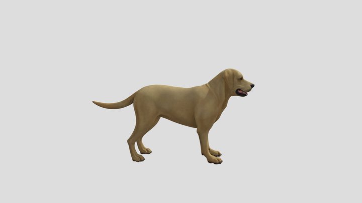 Dog 3D models - Sketchfab