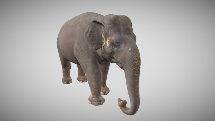 Elephant 3D Scan Quad Mesh Textured 3D Model