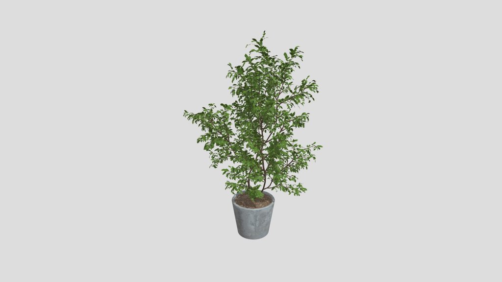 Indoor Tree
