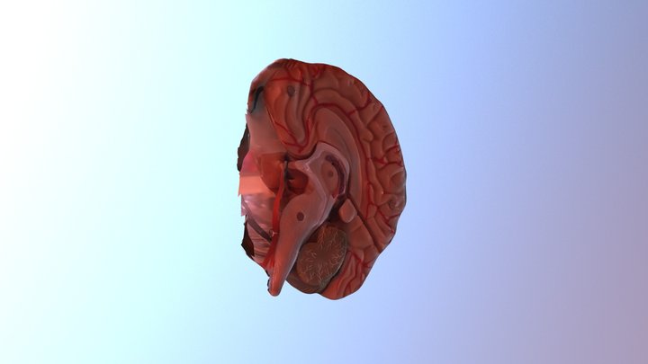MODEL 3D Model