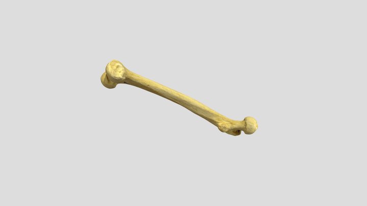 Borrowed_Scan_19 3D Model