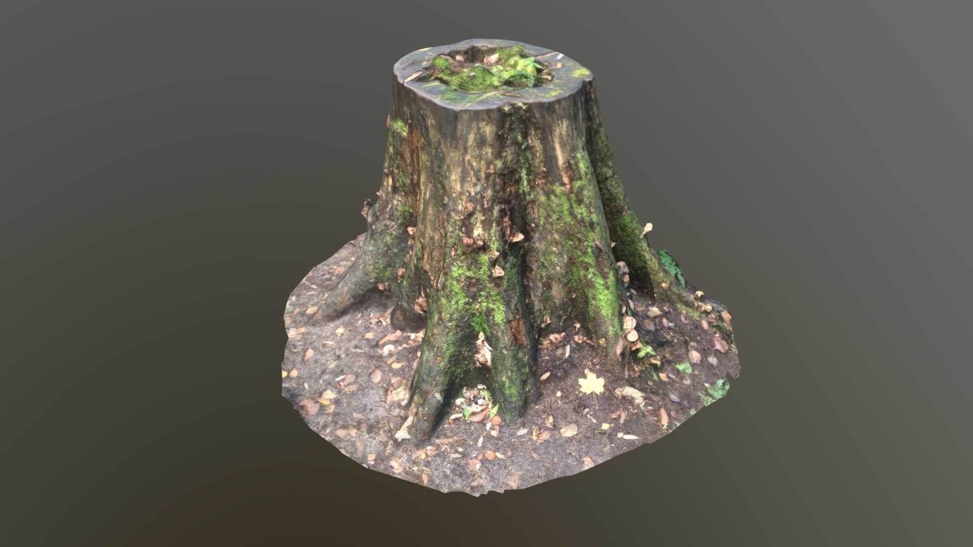 Game Ready Tree Stump 3d scan Unreal Unity Download Free 3D model by