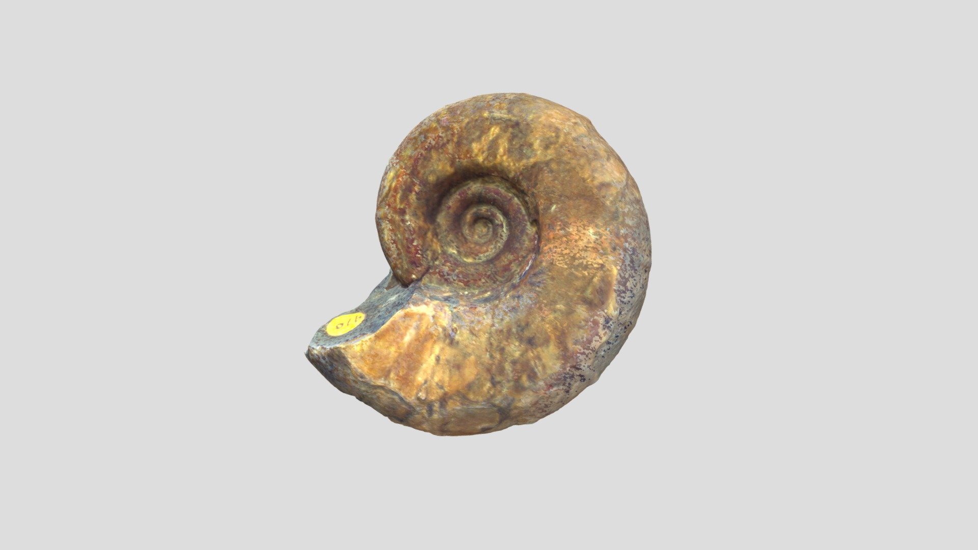 LACMIP 10019.2 Eotetragonites shoupi