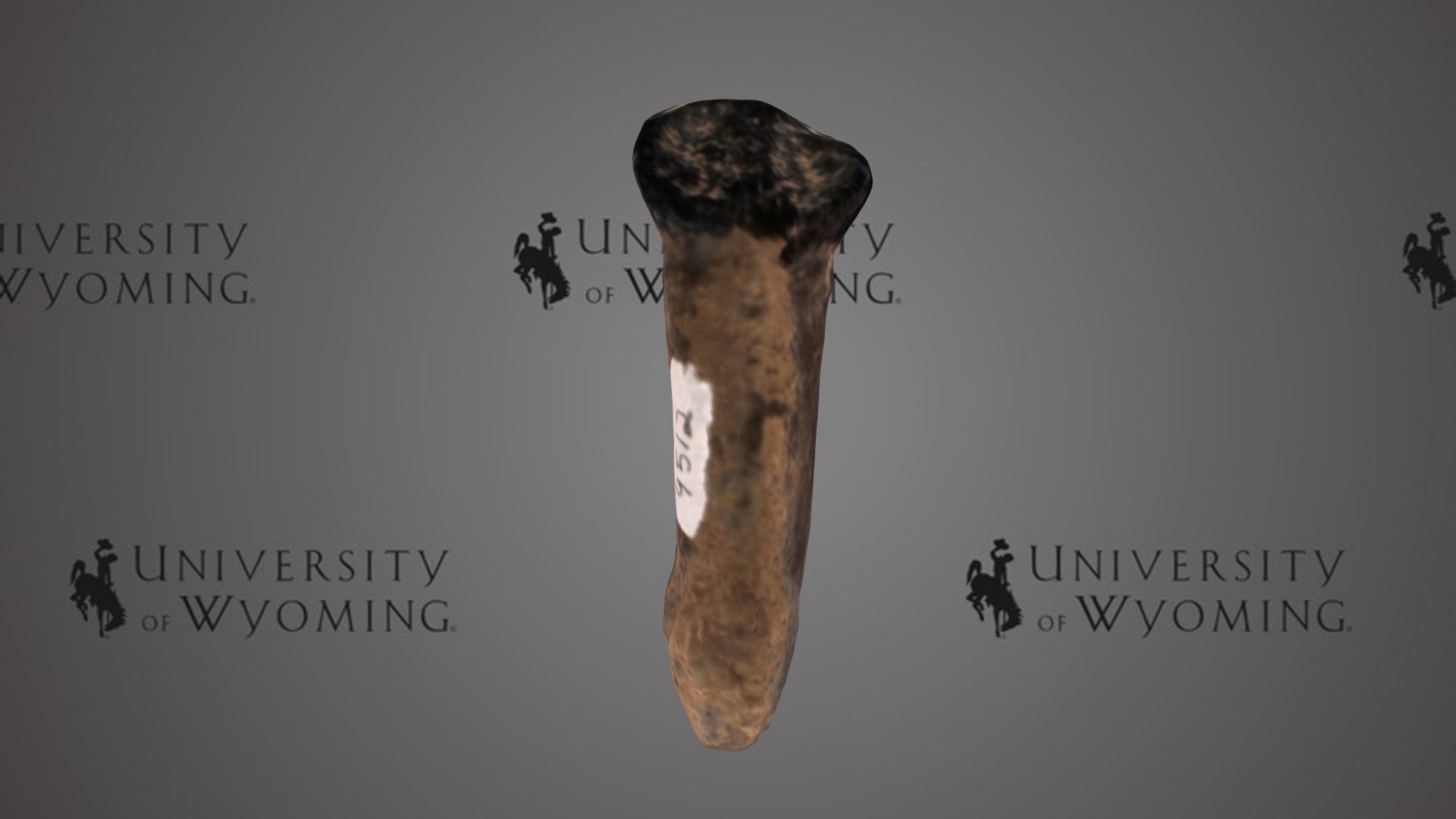 UW 9512 J - Coryphodon sp., Tooth