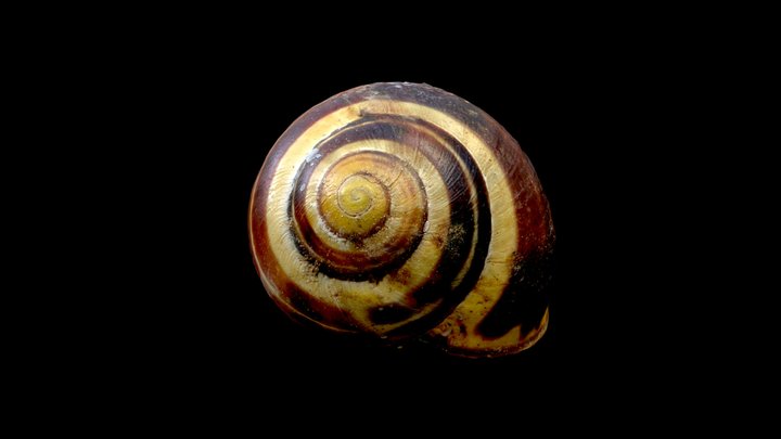 Snail Shell - Lowpoly – Free 3D Model STL