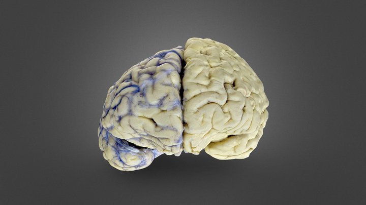 Brain 3D Model