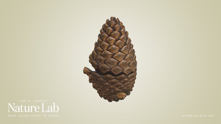 Pine Cone